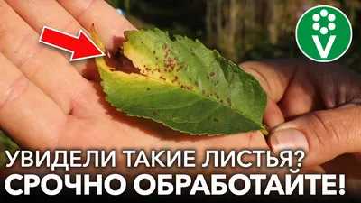 Ржавчина груши – новый подход в лечении и профилактике опасного недуга