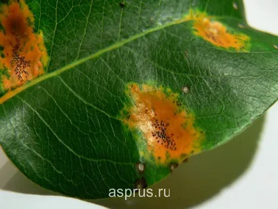 Болезни вишни