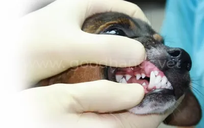 Опухоли ротовой полости у собак и кошек: лечение, диагностика, фото