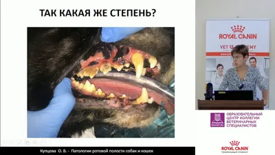 Заболевания полости рта у собак и кошек Мир хвостатых - журнал о домашних  питомцах.