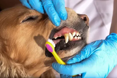 Лечение зубов у собак и кошек: когда нужно обратиться к  ветеринару-стоматологу?
