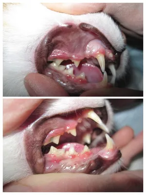 Генерализованная фиброзная гиперплазия десен у собак | ВКонтакте