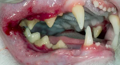 Удаление зубного камня у собак: основные способы | Zoohub
