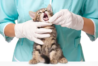 Veterinary Сare Гель для зубов животных, десен и полости рта собак и кошек  о…