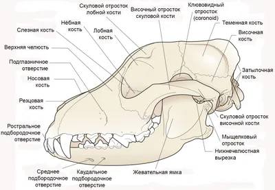 Болезни зубов у животных: подробный список - Ветеринарная клиника в  Зеленограде \"POLIVET\"