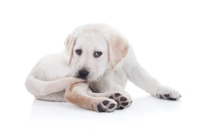 Гульдог - заботливый сервис для собак и их хозяев - 📌Бледные десны питомца  – повод для тревоги ⠀ У здоровых дёсен розовый или светло-розовый цвет. Но  у каждого питомца это индивидуально, могут
