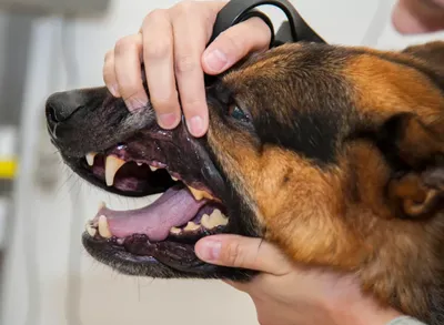 Лечение гомеопатическими препаратами Травматин и Травма-гель болезней зубов  и полости рта у собак и кошек