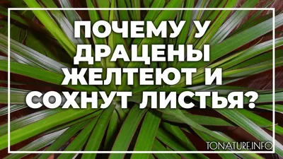 Драцена фрагранс Дорадо (2 ствола) в Москве по доступным ценам