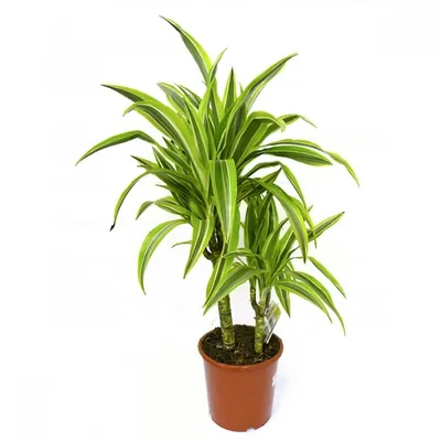 Драцена душистая (Dracaena fragrans) | Страница 41