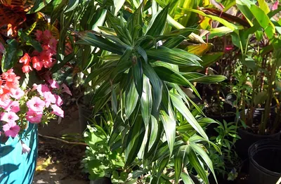 Драцена душистая (Dracaena fragrans) - PictureThis