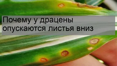 Выращивание и уход за драцной