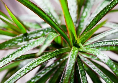 Драцена (Dracaena) - растение из легенд: уход в домашних условиях, фото