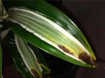 болезни домашних растений. пятна на листьях драцена Стоковое Фото -  изображение насчитывающей красивейшее, крыто: 218777054