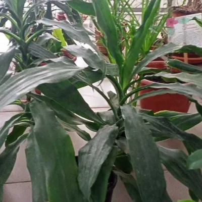 Драцена маргината - Dracaena marginata. Уход за драценой маргината,  выращивание