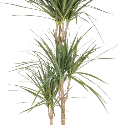 Драцена Фрагранс Драгон (Dracaena Fragrans Dragon)