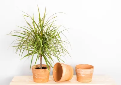 Драцена (Dracaena) - растение из легенд: уход в домашних условиях, фото