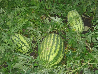 Дыня - королева огорода, готовим семена дыни для посева - Good Harvest |  Семена | Удобрения | Средства защиты растений