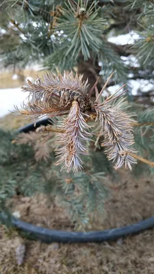 Болезни ели фото фотографии