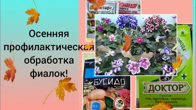 Осенняя обработка фиалок для профилактики! - YouTube