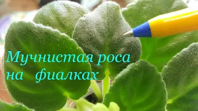 Помогите спасти коллекцию от неожиданной заразы. • Фиалочный Островок.  Форум цветоводов и фиалководов