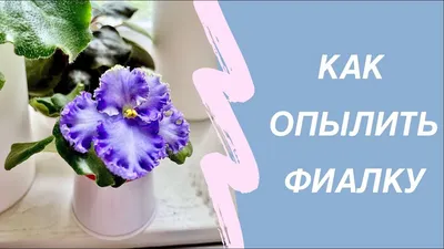 Коллекция фиалок Алены Новиковой - YouTube