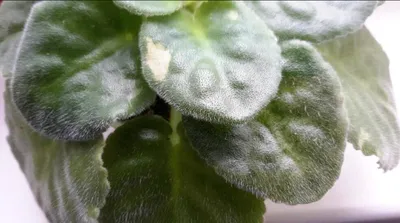 Не выбрасывайте детки!!! Пятна на листьях фиалок. Химерный спорт сорта  Emerald Lace (Эмералд Лейс) - YouTube