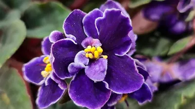 Фиалка трёхцветная (Viola tricolor) - PictureThis