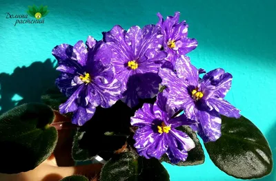 Фиалка Рейхенбаха (Viola reichenbachiana) - PictureThis