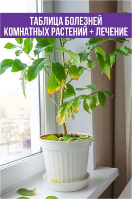 Чем болеют комнатные растения: все болезни в таблице + лечение | Растения,  Комнатные растения, Висячий сад