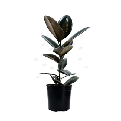 Фикус каучуконосный Найроби на штамбе Ficus elastica Nairobi on stem 65/17  — цена в LETTO