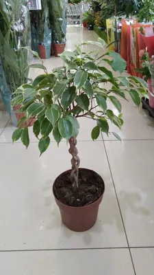 Фикус Бенджамина Экзотика переплетенный Ficus benjamina Excotica twisted  stem 70/17 — цена в LETTO