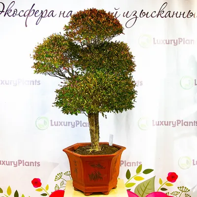 luxuryplants.ru