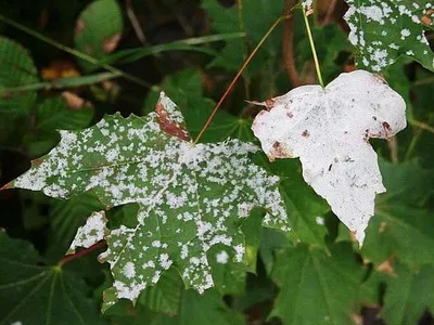 Борьба с болезнями и вредителями фикуса каучуконосного - What Flower?