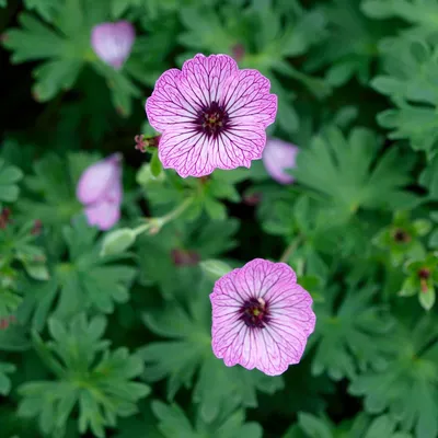 Как улучшить цветение герани с помощью йода: секрет садовода: новости, сад,  цветы, герань, йод, минск