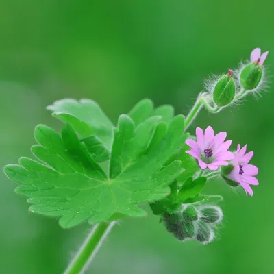 Герань / Пеларгония (Pelargonium) - хороша и на подоконнике и в летнем саду