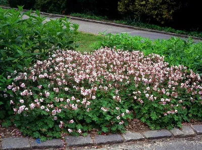 Герань душистая лечебная (Pelargonium graveolens hort) ✔️ 180 грн. ᐉ Другие  комнатные растения в Киеве на BON.ua 97086502