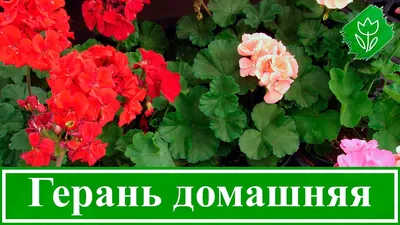 Герань на подоконнике - это красивые цветы и лекарство от болезней