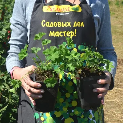 Как предотвратить болезни герани? | Огородники