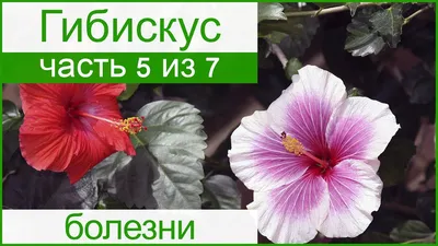 🌺 Болезни гибискуса и вредители и борьба с ними - YouTube