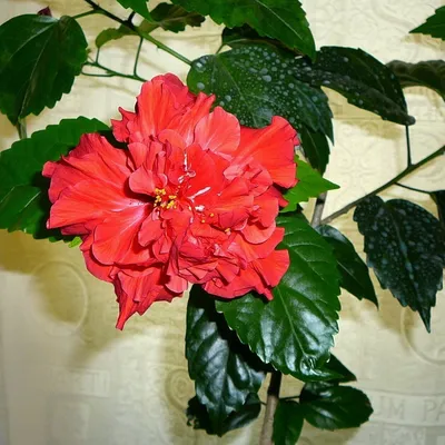 Гибискус, Китайская роза, комнатное растение. Купить