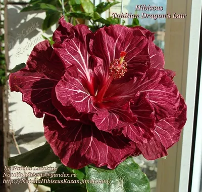 Гибискус или Китайская роза (Hibiscus).🌺 - YouTube
