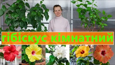 Гибискус китайский (Китайская роза) / «Первоцвет» Донской