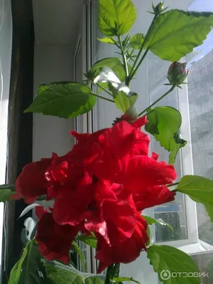 Гибискус комнатный или китайская роза - Matla Flowers