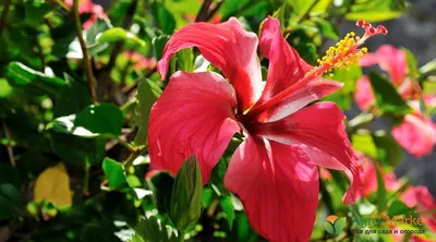 Heartache | Hibiscus plant, Hibiscus, Hibiscus flowers