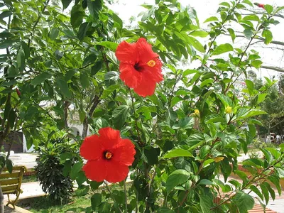 Гибискус китайский (Hibiscus rosa-sinensis) - PictureThis