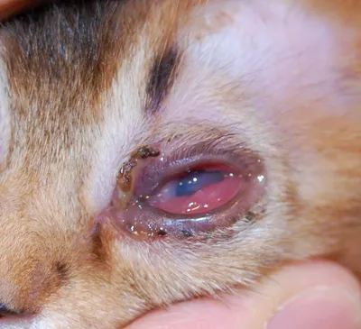 Герпесвирус кошек, вирусный ринотрахеит кошек | Офтальмологическое  отделение ветеринарной клиники - Part 6