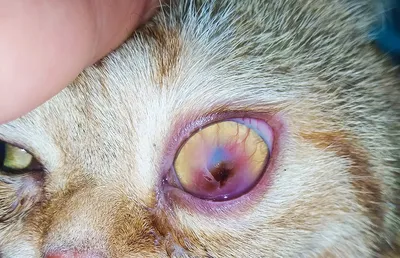 Корнеальный секвестр роговицы у кошек | Лечение в клинике ZooVision Спб