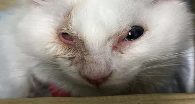 Самые частые болезни глаз у кошек — Ozon Клуб