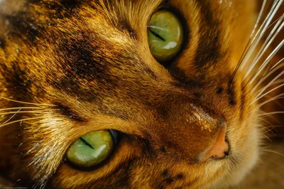 Блефарит у кошек: симптомы с фото и лечение красных век