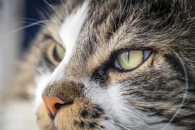 Болезни глаз кошек: симптомы, лечение, профилактика